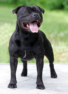 стаффордширский бультерьер